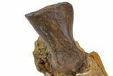 Pachycephalosaurus Metatarsal And Teeth Association - Montana #113078-2